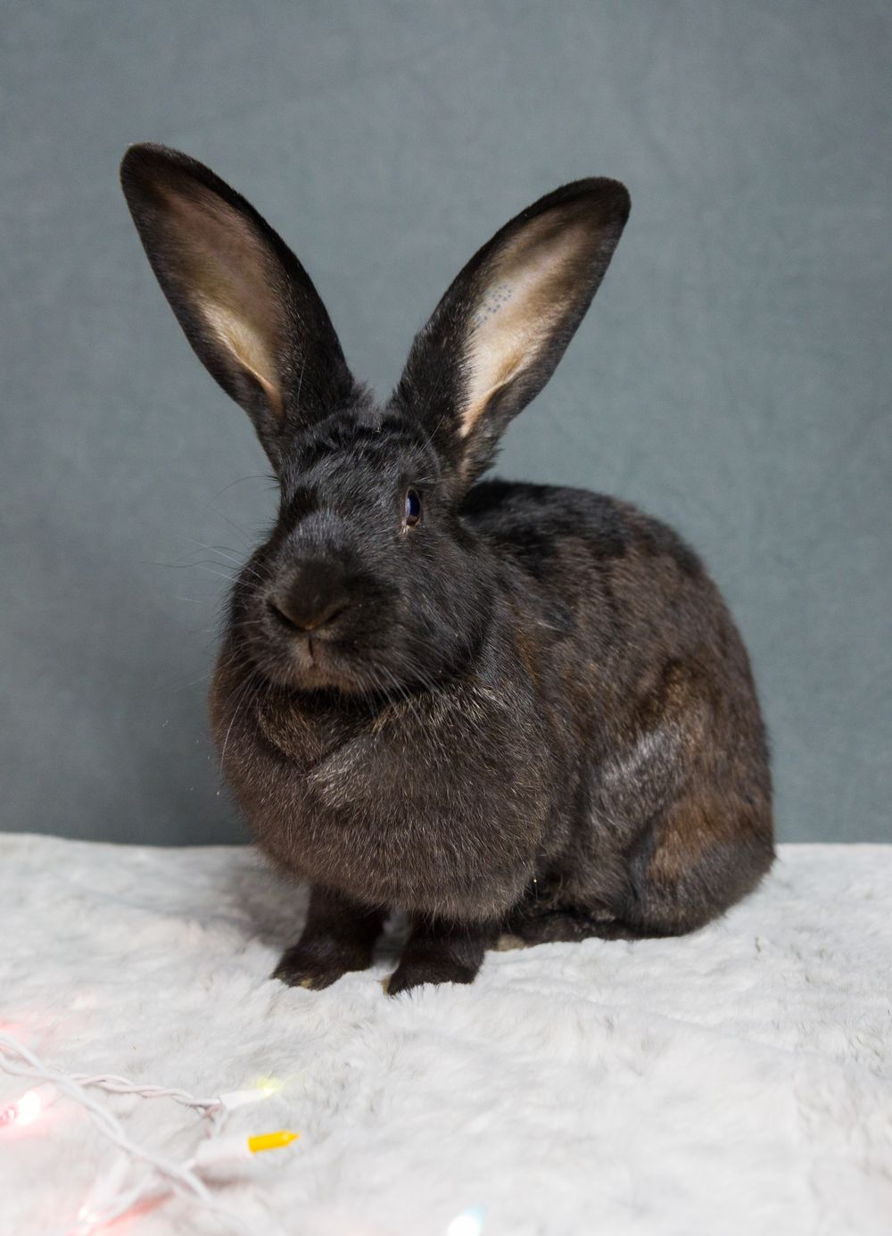 A large dark brown-black rabbit with tall ears sits on a white fluffy surface against a gray background.