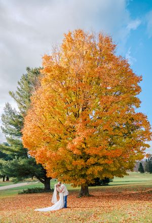 A majestic maple tree with vibrant orange fall foliage stands in a grassy field against a bright blue sky.