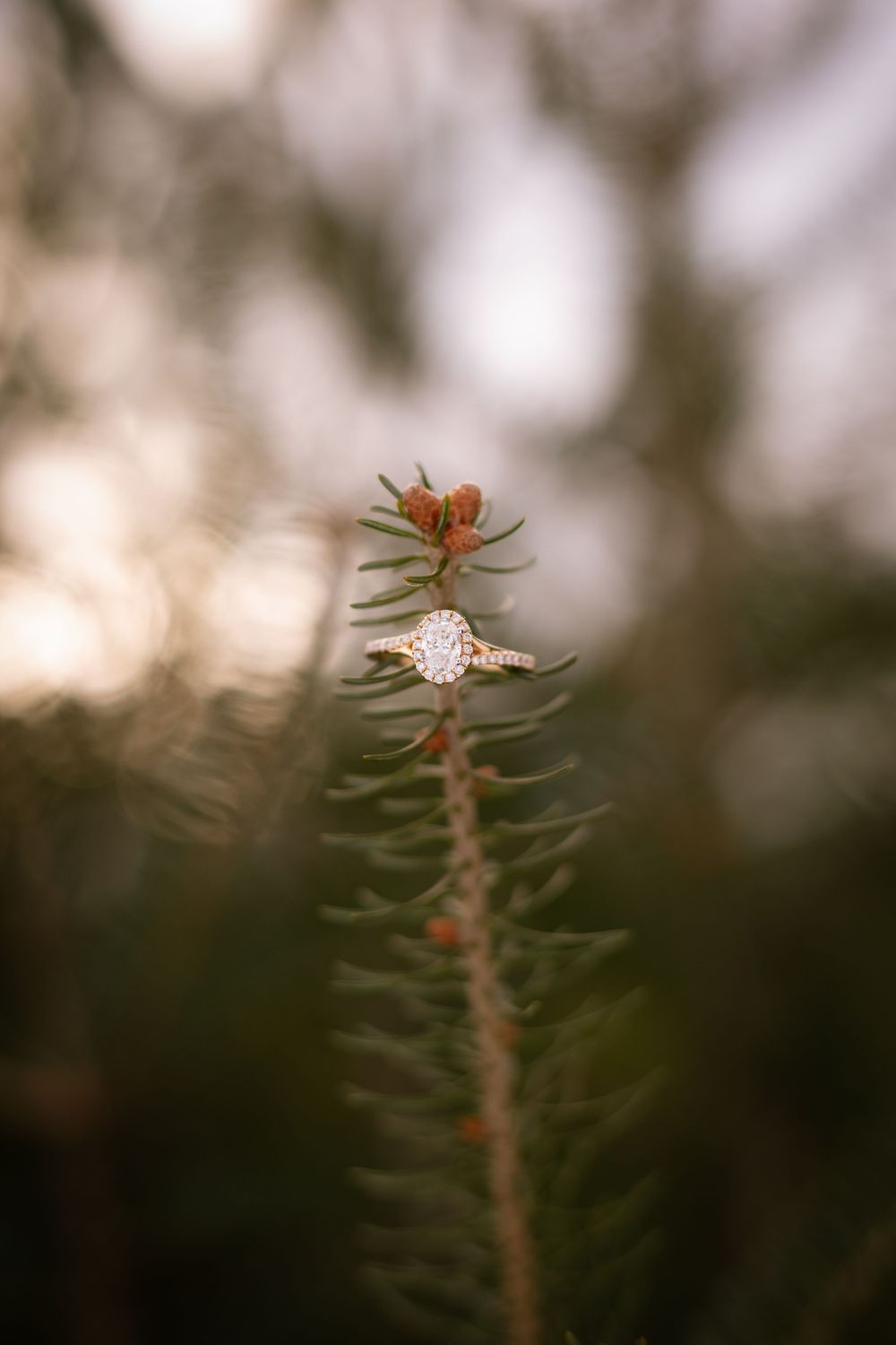 A sequence of macro photos showing an orange spider perched on a dried plant stem against a blurred natural background.