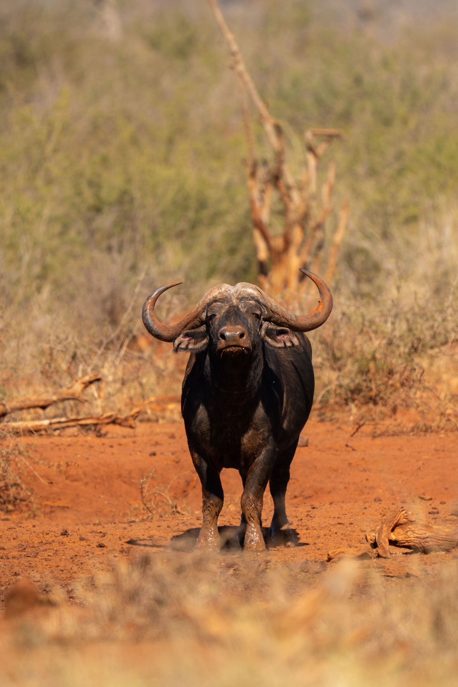 Cape buffalo with large curved horns standing on red soil in African savanna.
