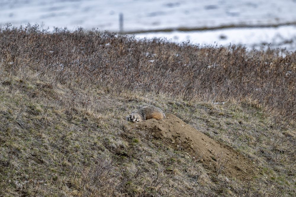 A badger traversing across a brown hillside covered in dry brush.
