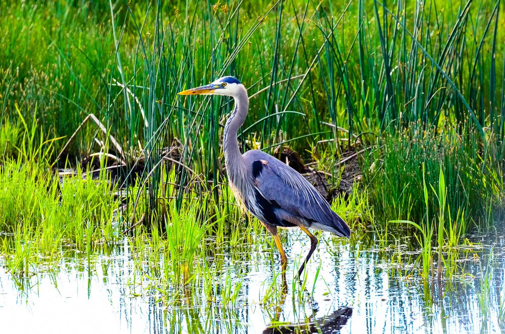 Great blue heron wading in shallow marsh water surrounded by vibrant green reeds.