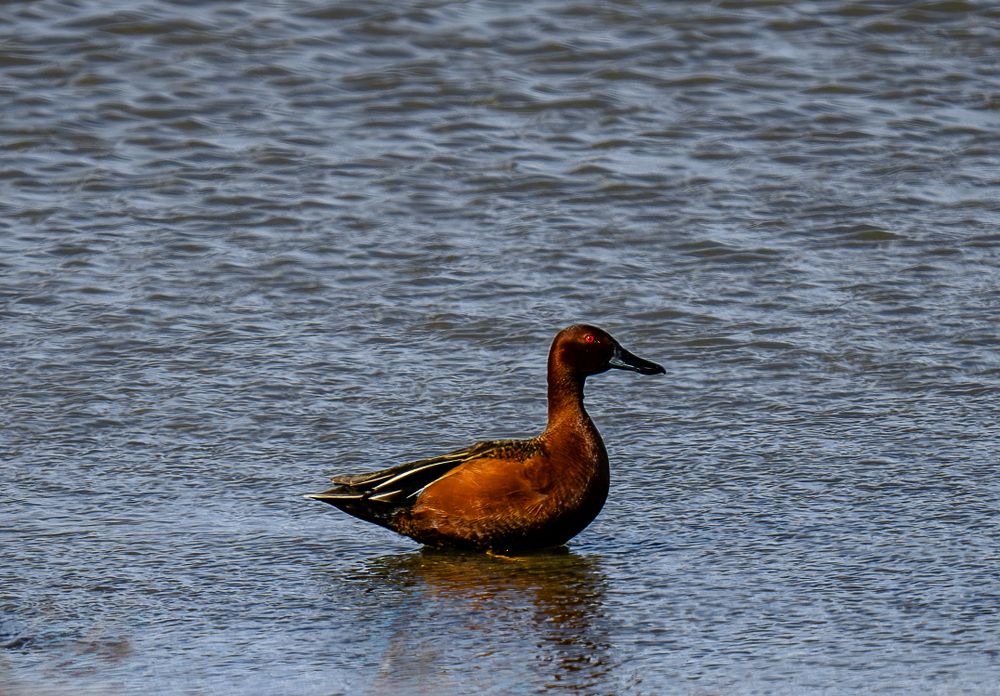 Cinnamon teal duck swimming in rippling water on a cloudy day.