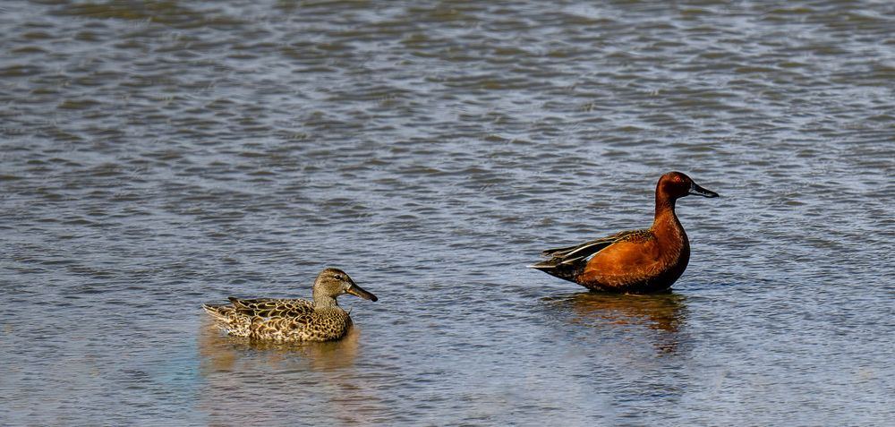 Two ducks swimming together in rippling water, one cinnamon colored and one mottled brown.