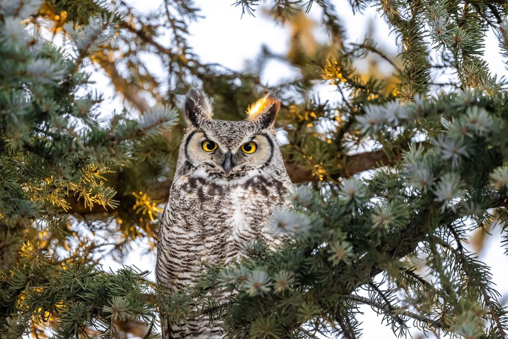 Close-up of a great horned owl's face framed by pine needles in warm light.