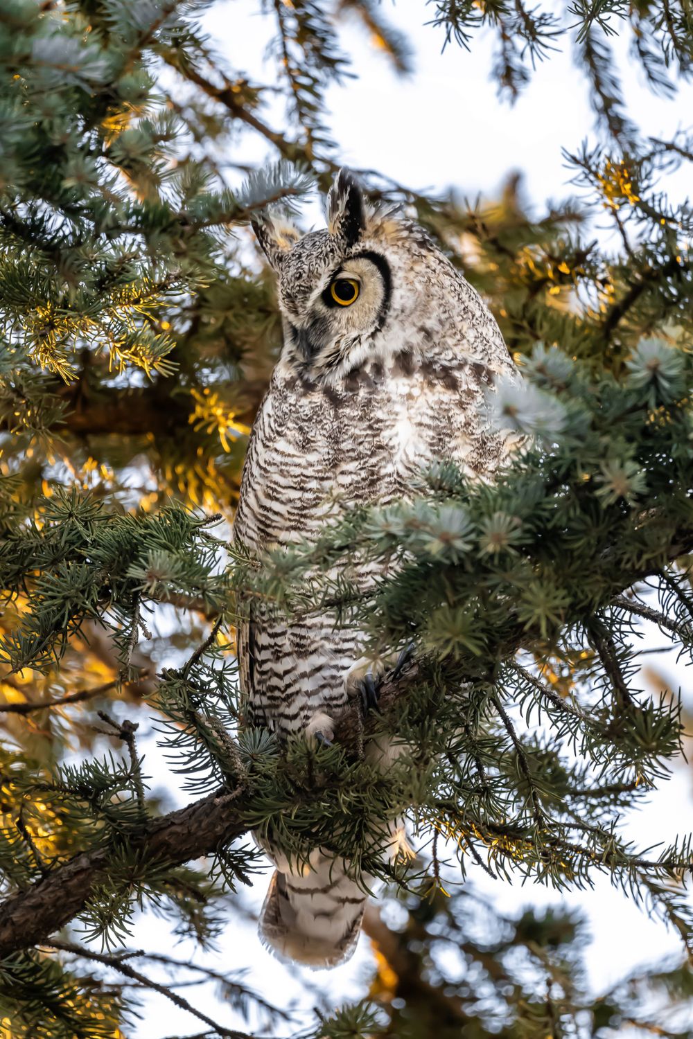 Great horned owl perched among evergreen branches during golden hour.