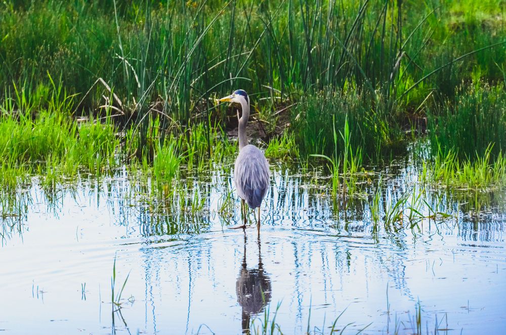 Great blue heron standing in a wetland with its reflection visible in still water.