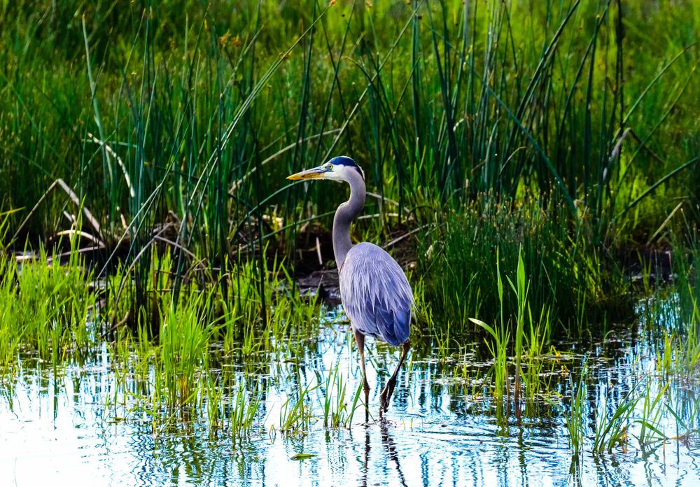 Great blue heron hunting in a lush green marsh with tall reeds.