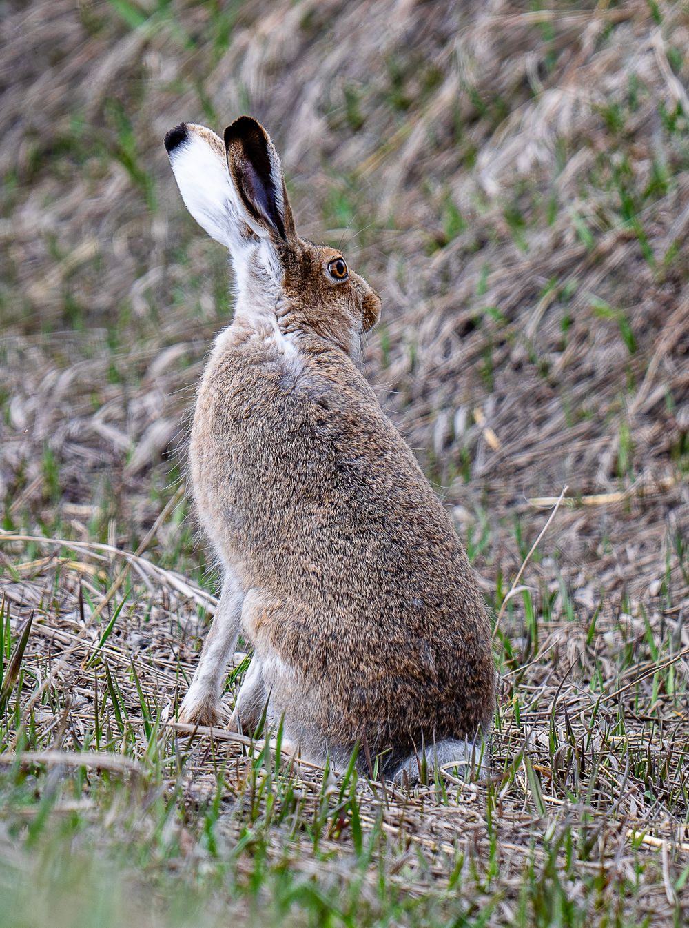 Alert jackrabbit with long ears sitting upright in dry grass.