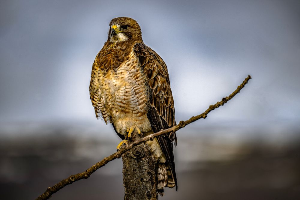 Close-up portrait of a hawk perched on a branch against a blurred background.
