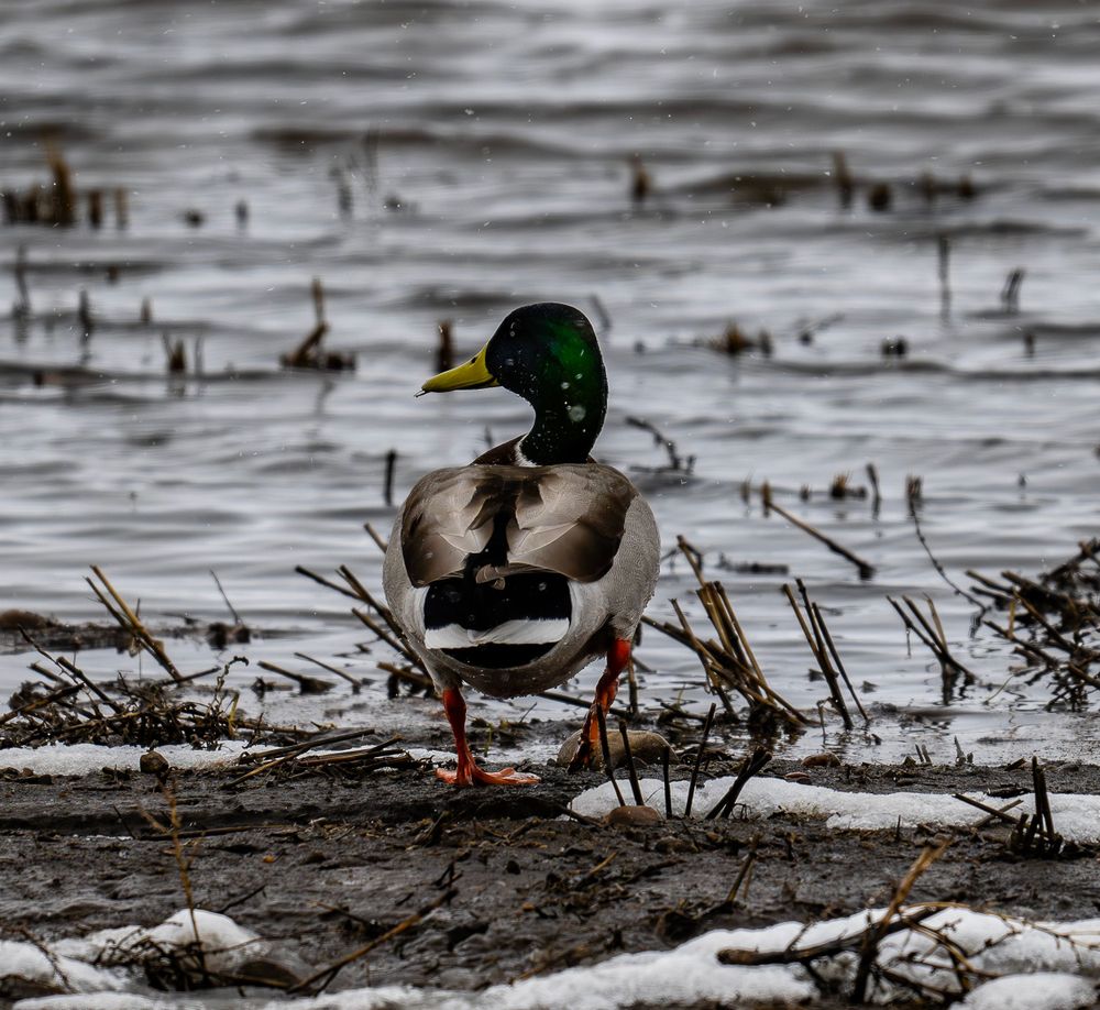 Mallard duck walking through muddy shallows with ice and reeds.