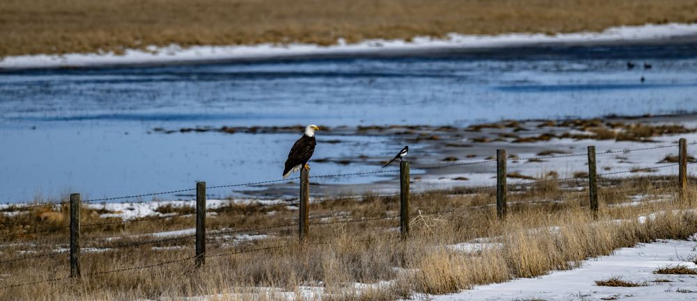 Lone bird silhouetted on a fence post near a snowy field and water.