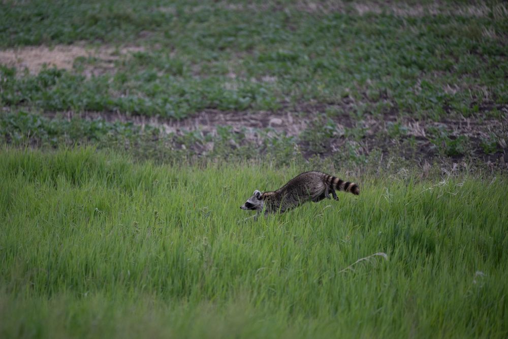 A racoon prowling through tall green grass in a meadow.