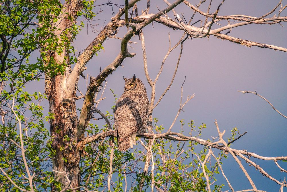 Great horned owl perched on a bare tree branch against a dusky sky.