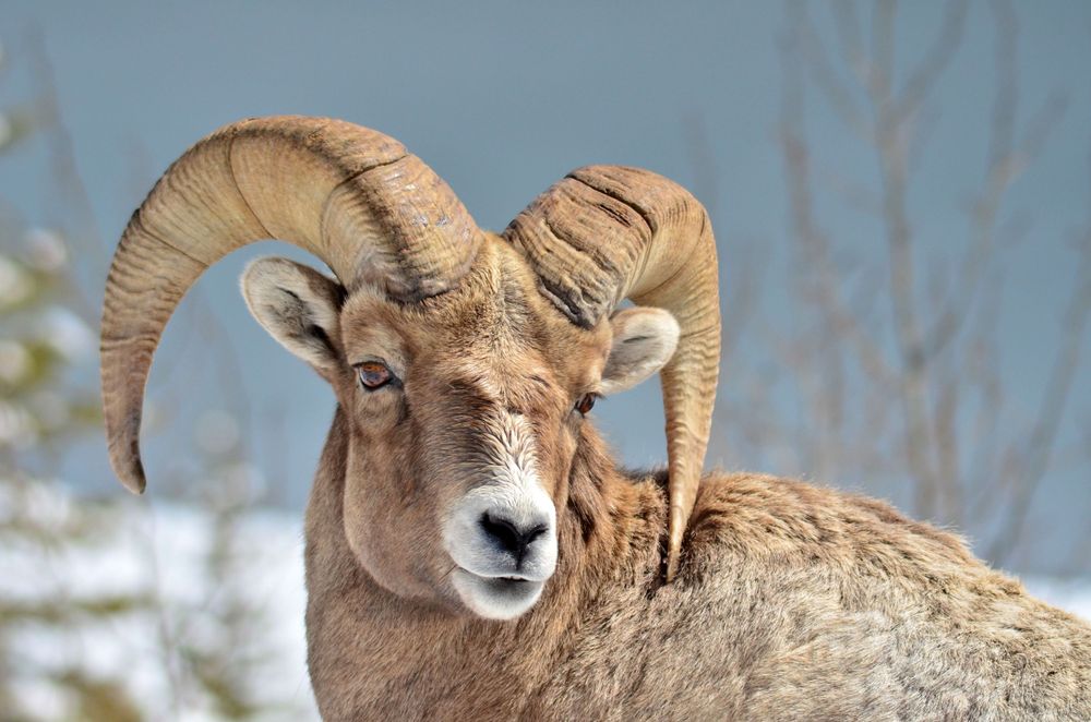 Close-up portrait of a bighorn sheep with large curved horns against blue sky.