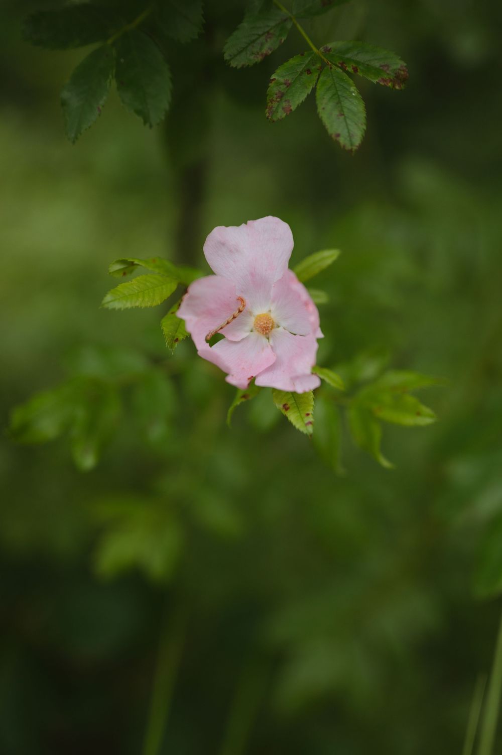Pink wild roses bloom delicately against a lush green background in a natural garden setting.