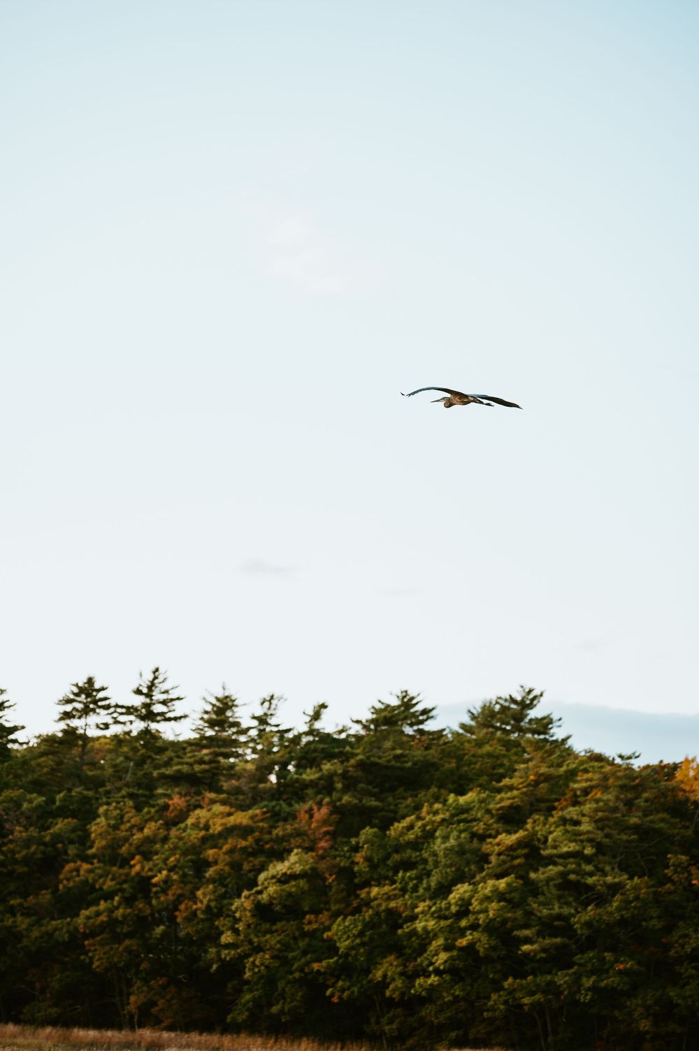 Bird soaring over autumn forest with evergreen trees below.
