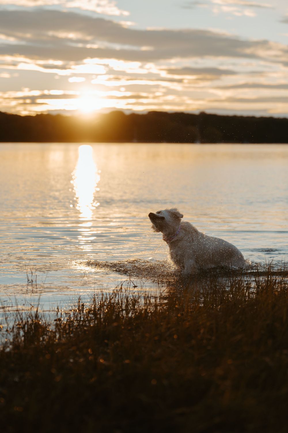 White dog sits by water's edge during golden sunset over lake.