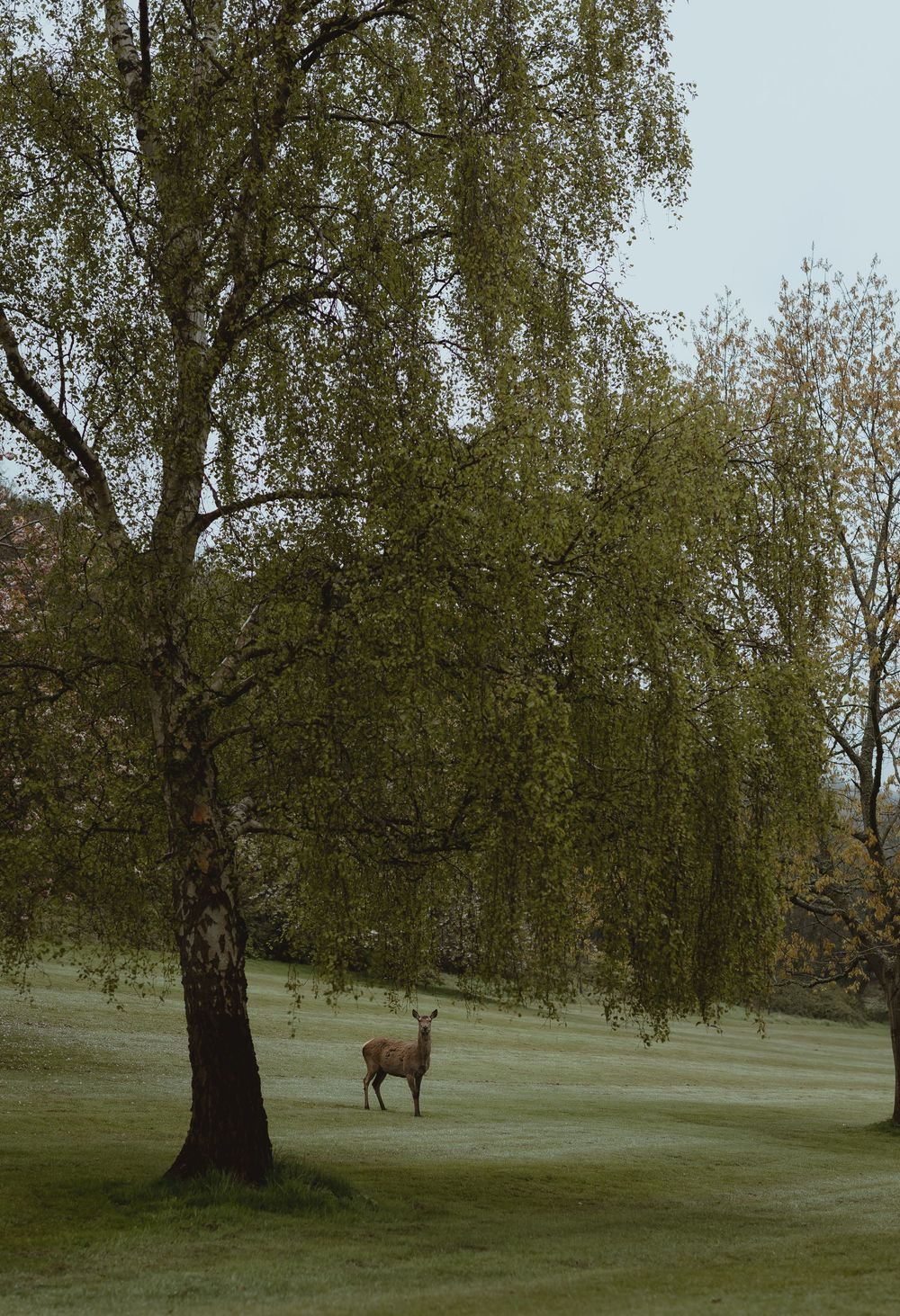 A panoramic sequence showing a deer emerging from behind a large tree in a misty green meadow.