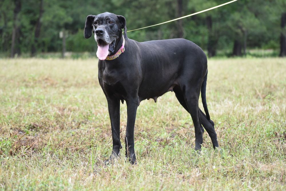 A black dog stands alert in a grassy field with trees in the background.