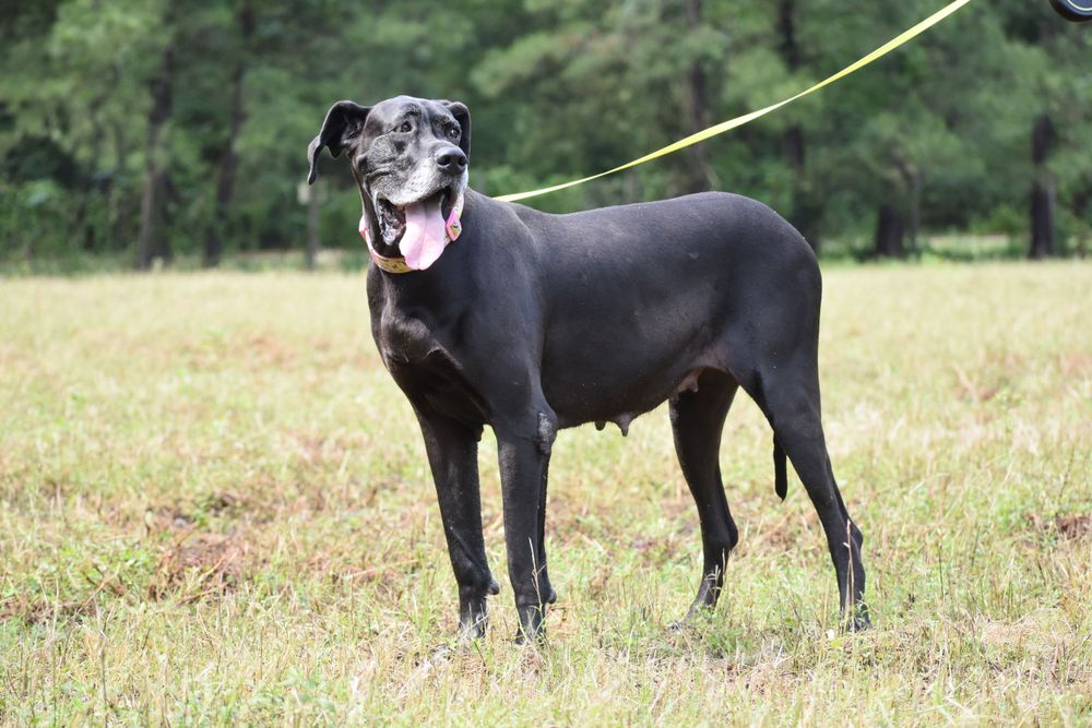 A large black dog on a yellow leash stands in a sunny meadow.