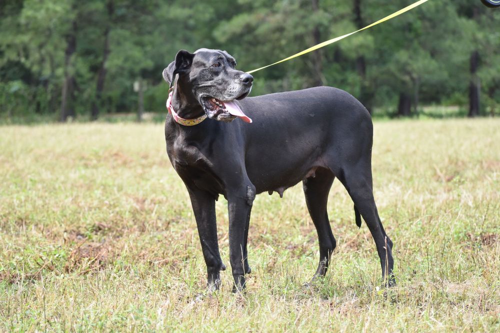 A black dog with white markings looks playful in a green field.