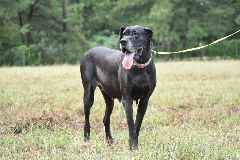 A muscular black dog stands attentively in a grassy field.