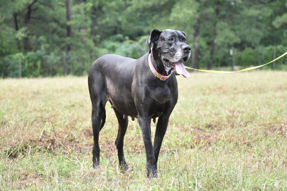 A black dog poses confidently in a sunlit meadow with trees behind.