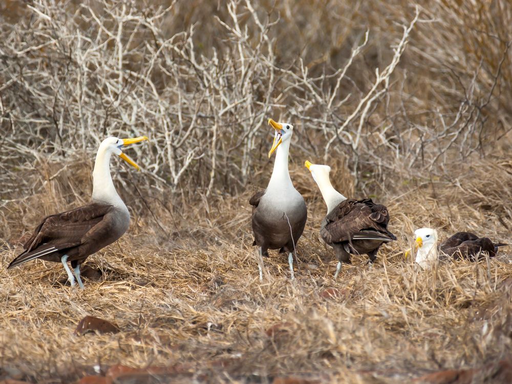 A group of waved albatrosses standing together on dry ground among bare branches.
