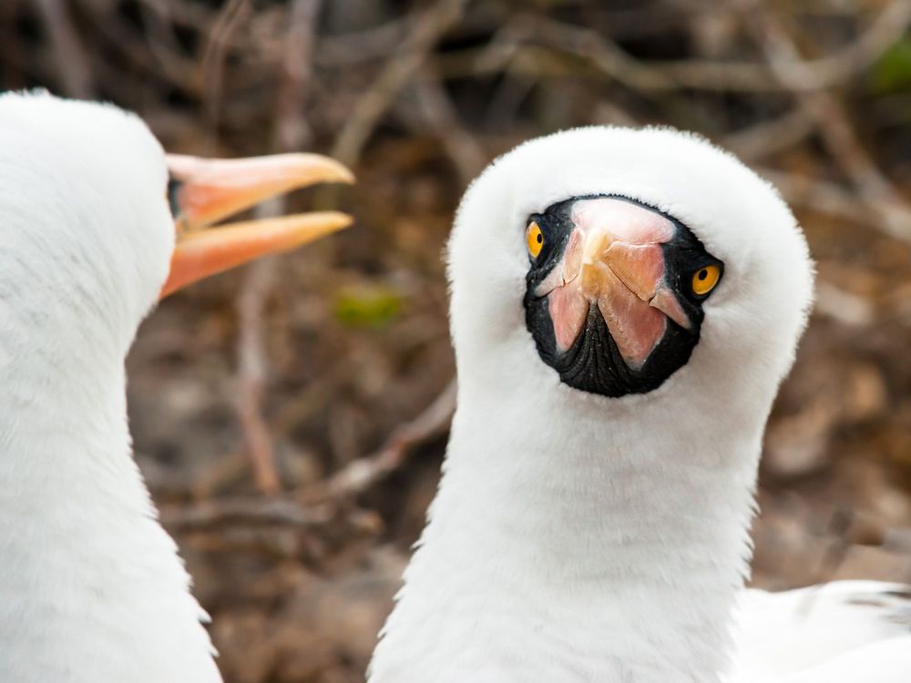 Close-up profile shots of white birds with orange beaks arranged in a filmstrip-style layout.