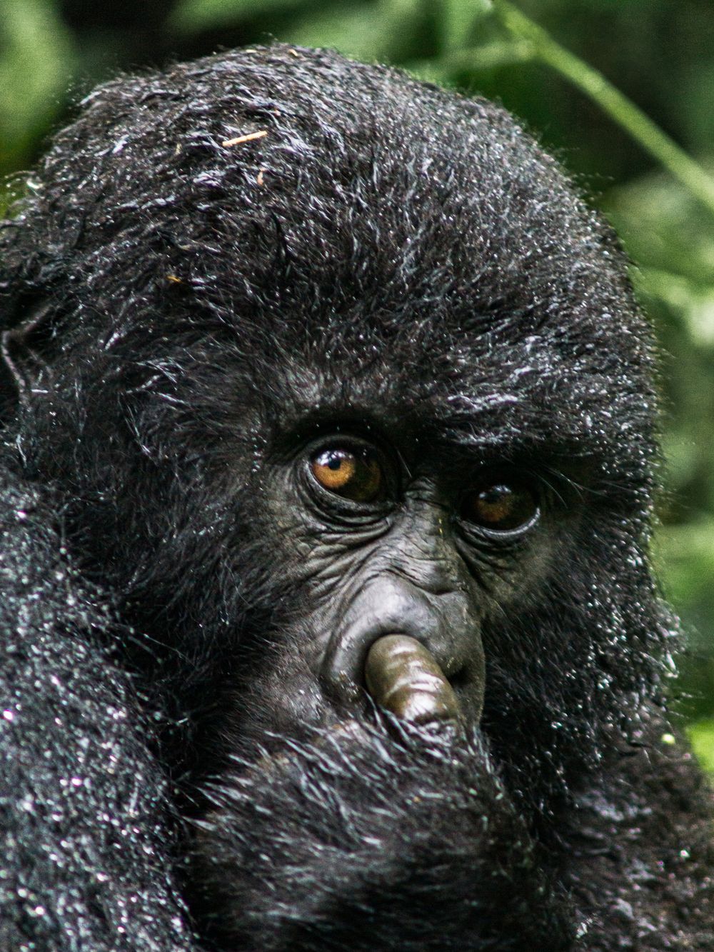 Close-up views of a mountain gorilla's striking amber eyes, black fur, and expressive face in a series of connected shots.