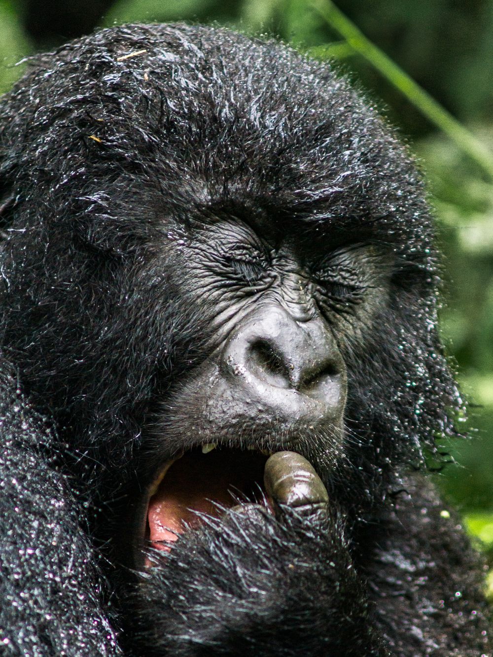 A mountain gorilla with wet black fur appears to be eating something in the forest.