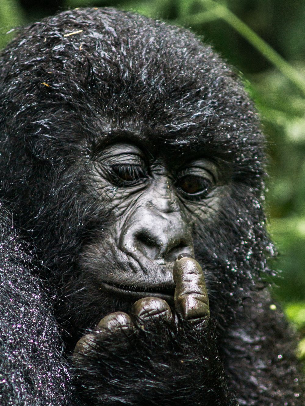 A young gorilla contemplates something in its hand while sitting in lush vegetation.
