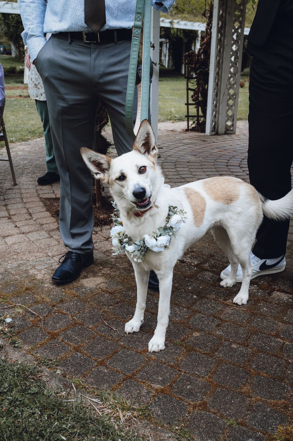 A white dog wearing a floral collar poses on a brick pathway at a wedding.