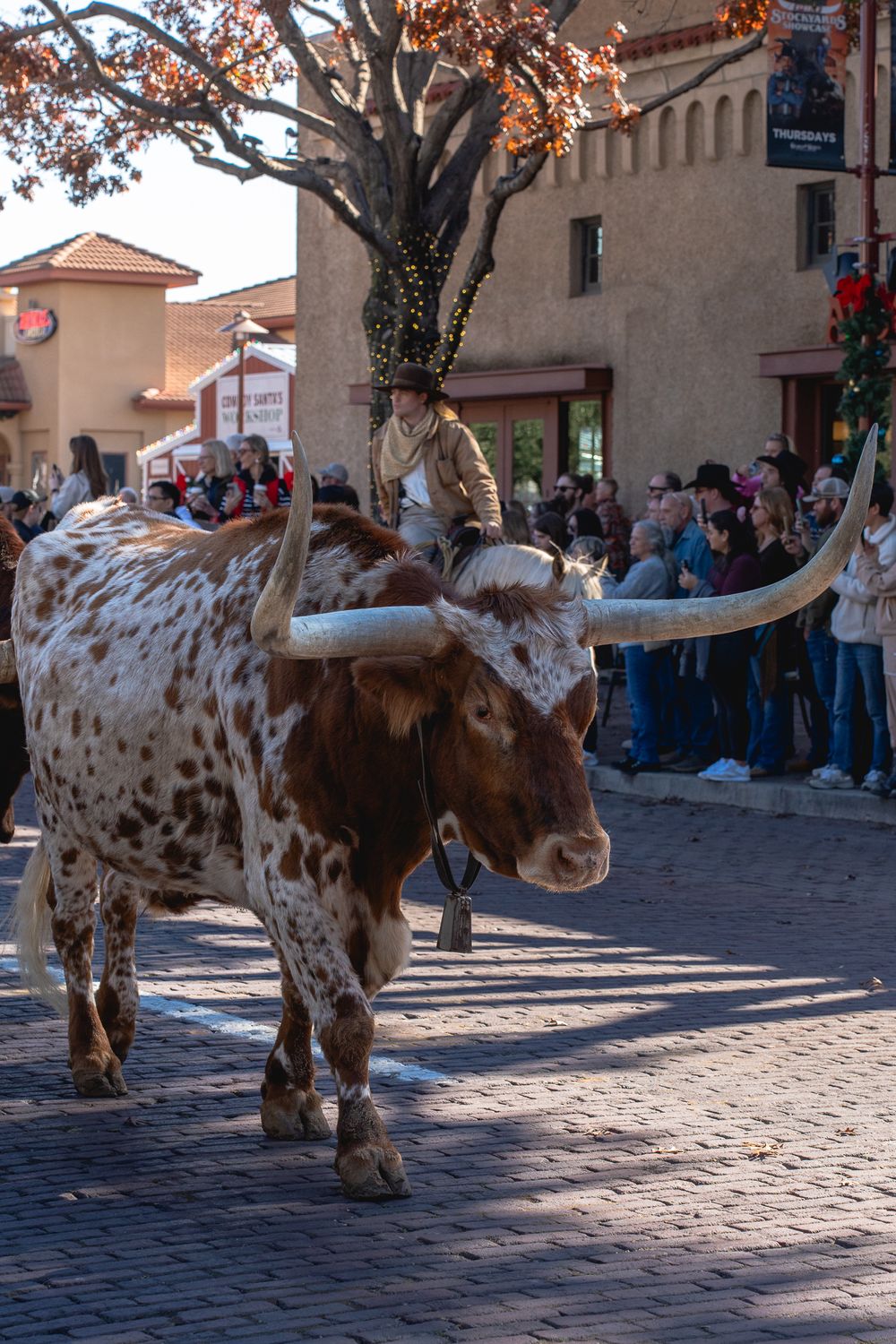 Spotted longhorn steer walking through a historic town square during a festival.