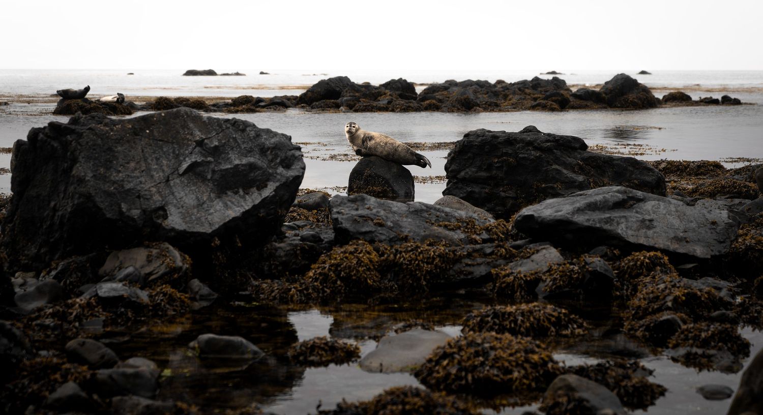 Dark volcanic rocks and seaweed dot the misty coastline during low tide along a moody seashore.