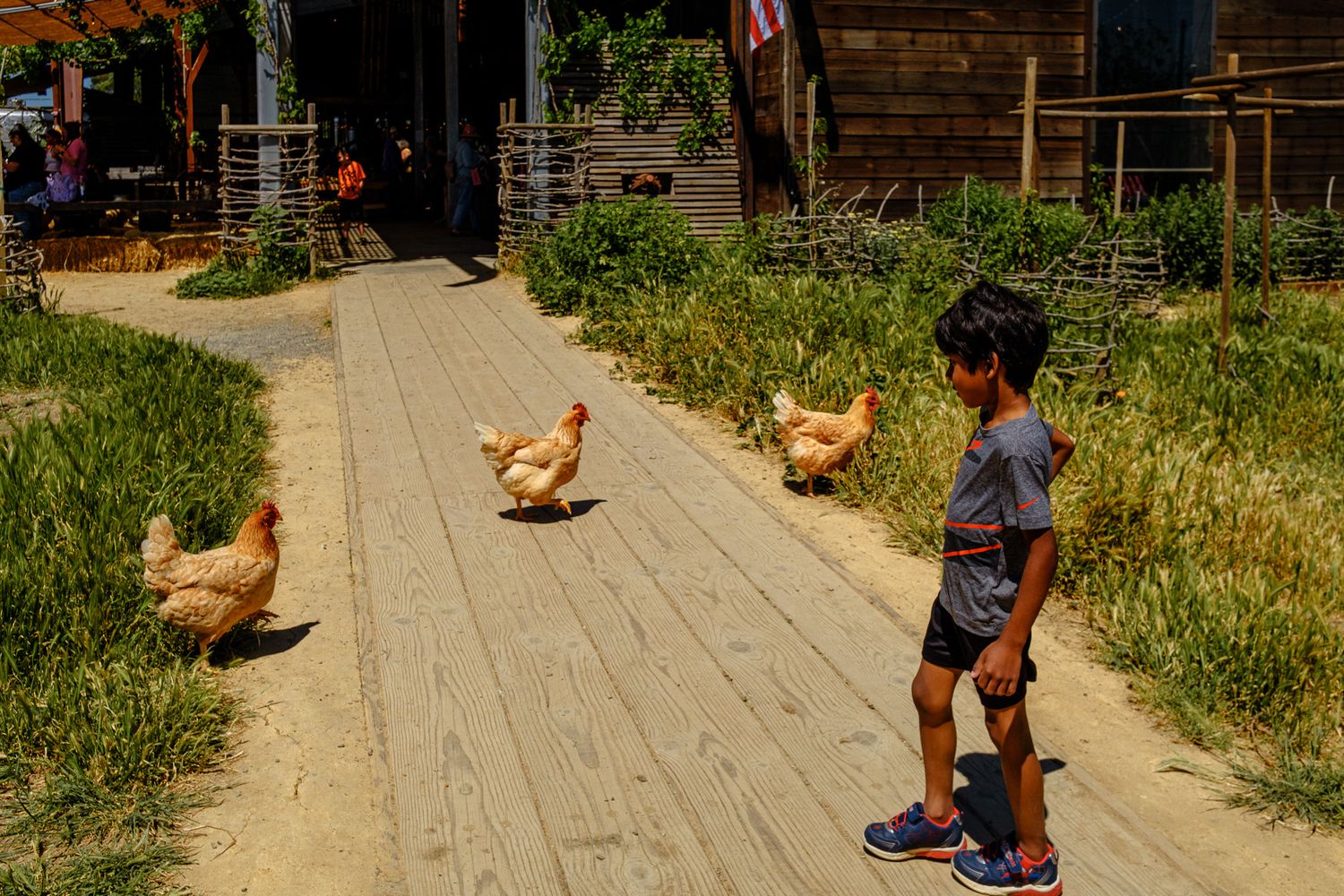 A young boy watches 3 chickens cross a path.
