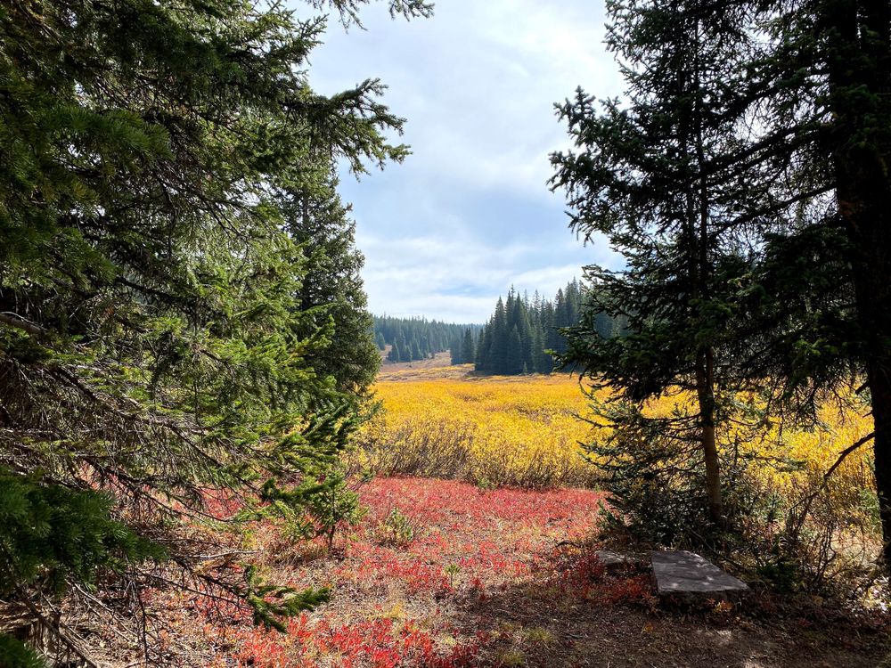 Colorado flower field