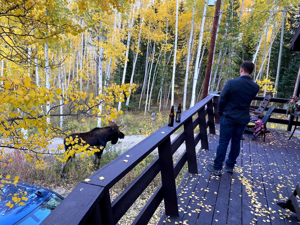 Groom standing on deck looking at a moose