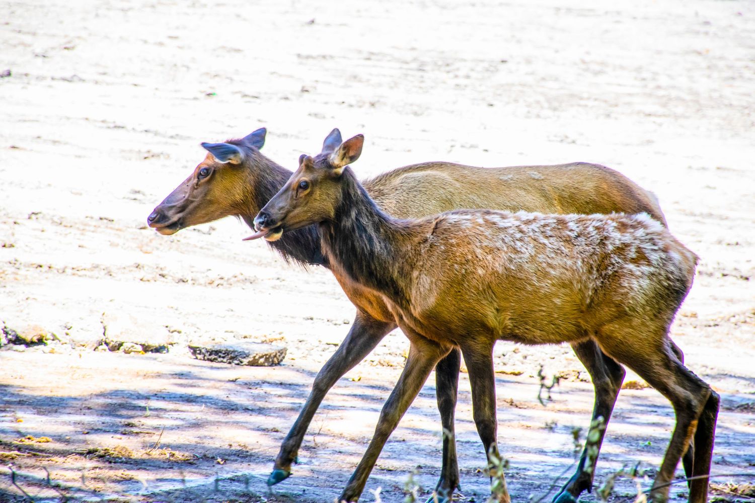 Two young elk calves walking together through shallow water.