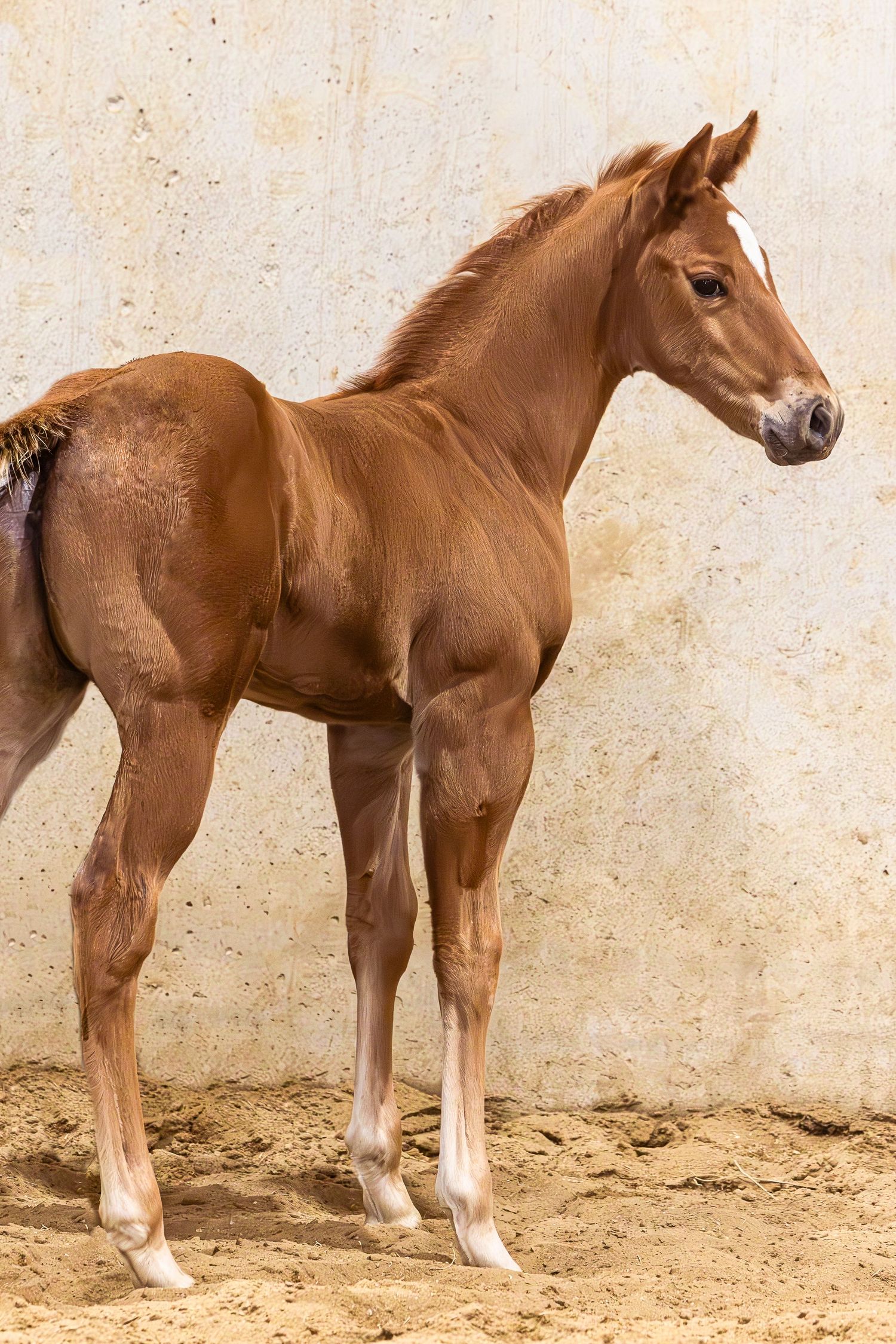 Foal posing 3/4 away