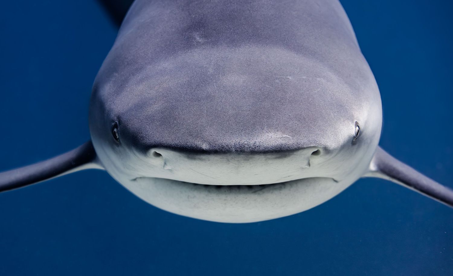 Close-up frontal view of a tiger shark's face showing its distinctive blunt snout against a deep blue ocean background.