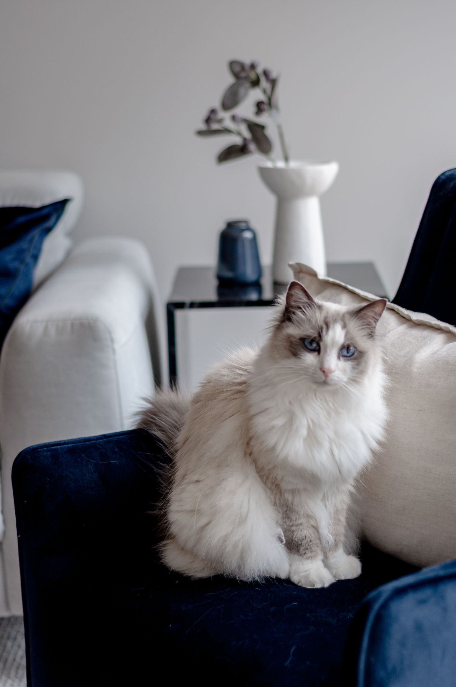 Fluffy white Ragdoll cat sitting regally on a navy blue armchair.