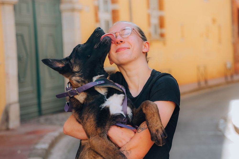 Happy German Shepherd dog giving kisses to its owner on a sunny street.