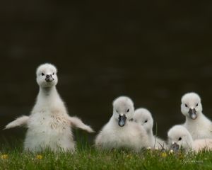 Mute Swan Cygnets Erieau Marsh Trail