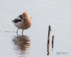 American Avocet Erieau Marsh Trail