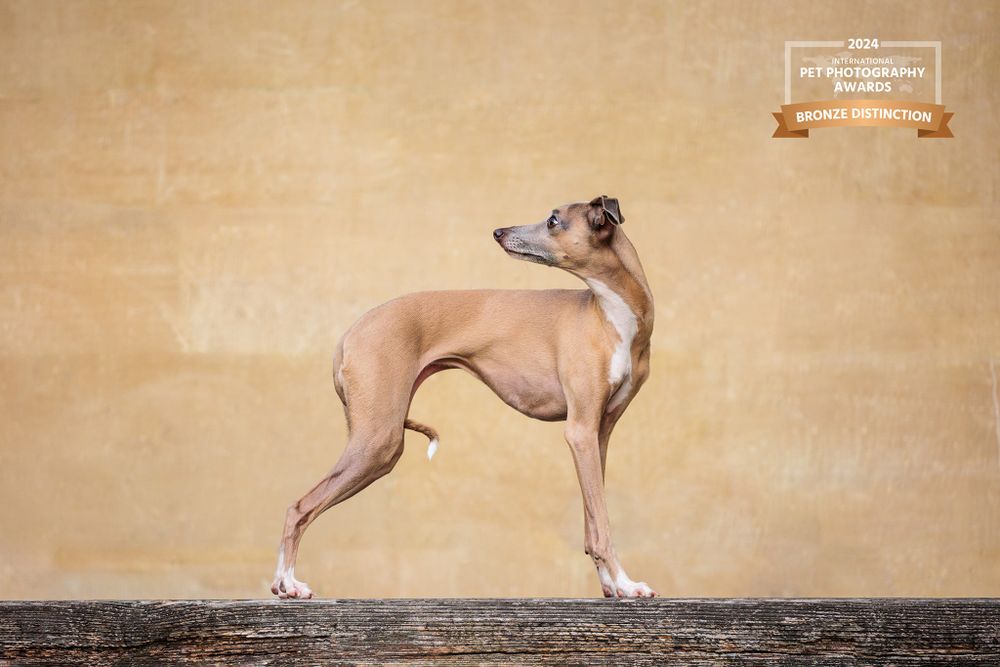 Italian Greyhound in elegant pose against beige wall.