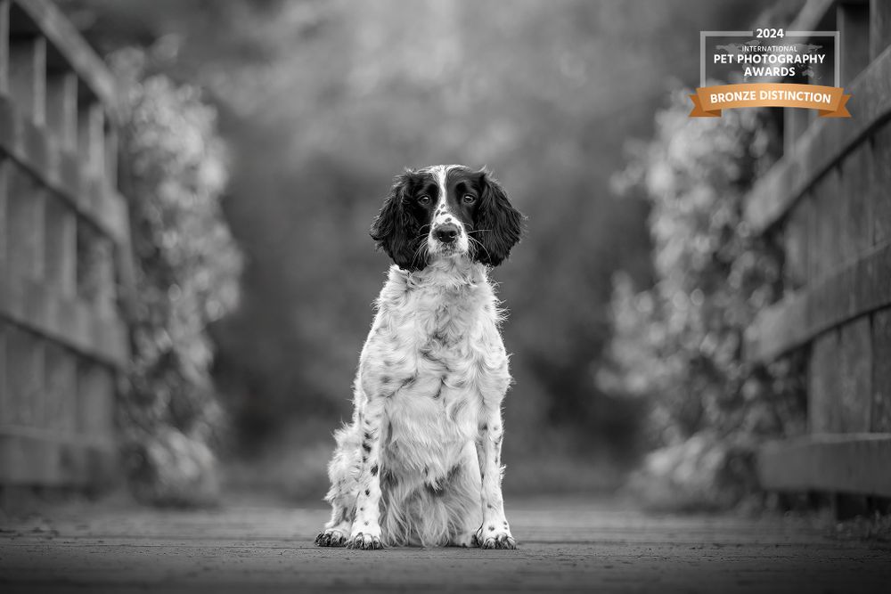 English Springer Spaniel sitting centered on path with misty fence background.