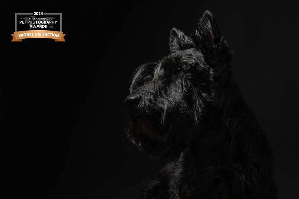 Dramatic black and white portrait of Scottish Terrier against dark background.