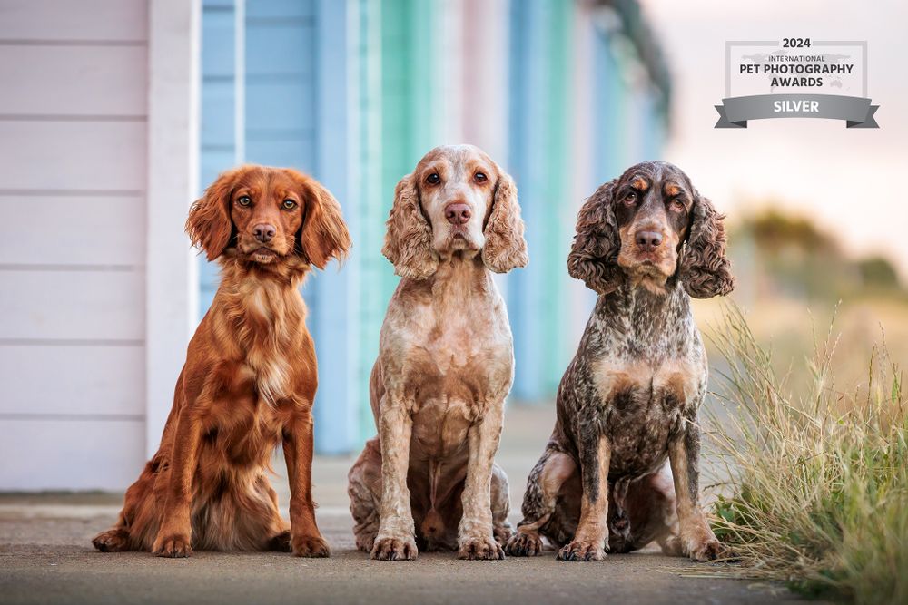 Three Cocker Spaniel dogs in different shades sitting in row on porch.